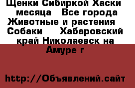 Щенки Сибиркой Хаски 2 месяца - Все города Животные и растения » Собаки   . Хабаровский край,Николаевск-на-Амуре г.